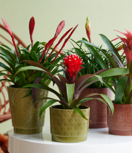 Flowerpots from the German collection