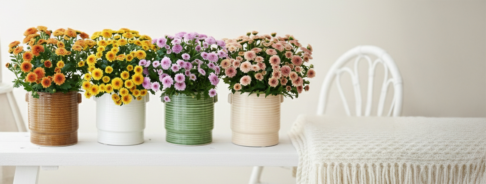 Colourful chrysanthemums in textured ceramic flowerpots from Pottery Direct