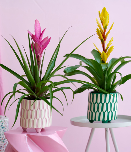 Ceramic flowerpot collection made in China