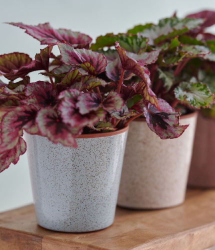 Speckled Portuguese ceramic pots with colourful foliage